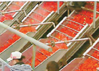 Linea procesadora de tomate, zanahoria y vegetales