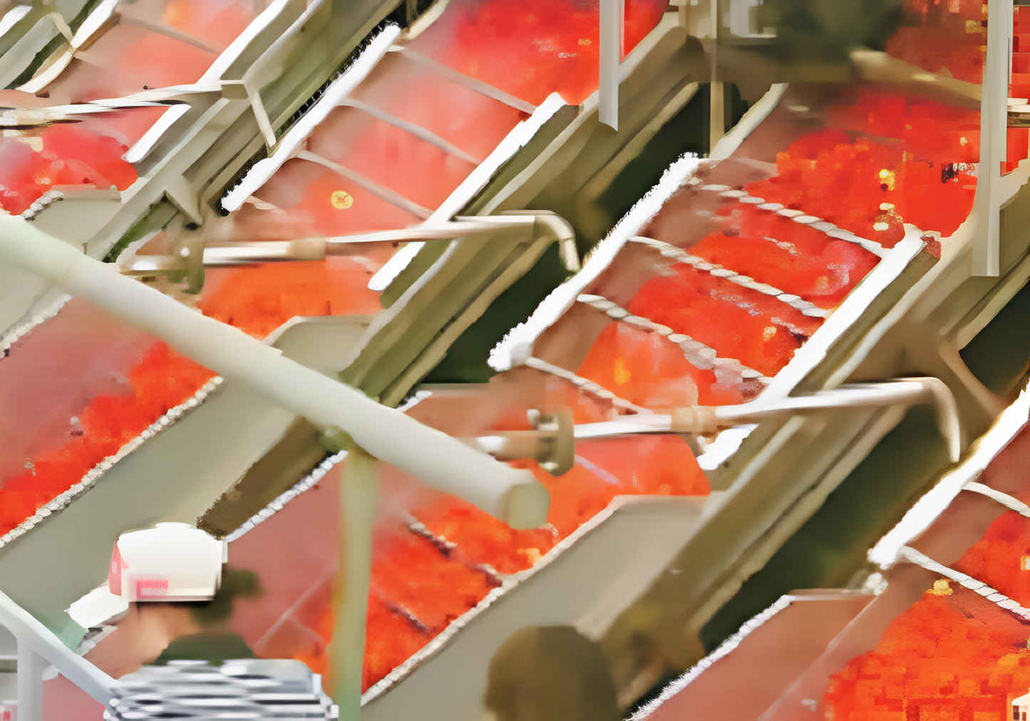 Linea procesadora de tomate, zanahoria y vegetales