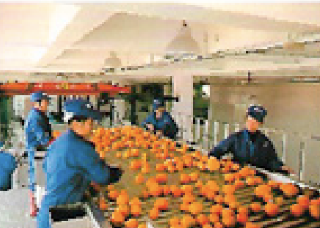Linea de procesamiento de citricos