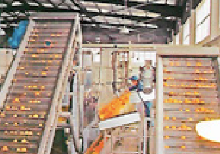 Linea de procesamiento de citricos