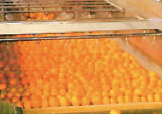 Linea de procesamiento de citricos
