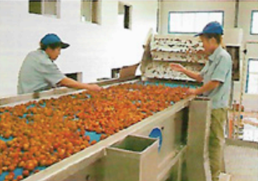Linea de procesamiento de datil / azufaifo y fruta de espino