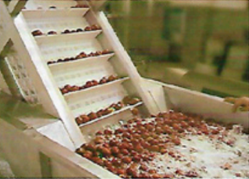 Linea de procesamiento de datil / azufaifo y fruta de espino