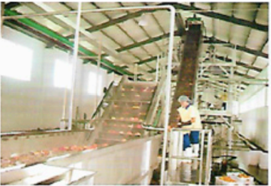 Linea de procesamiento de melocoton, durazno y ciruela