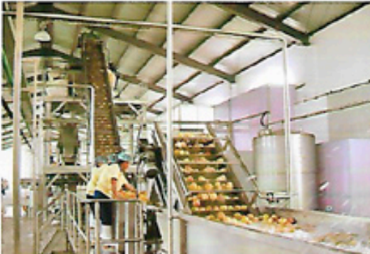 Linea de procesamiento de melocoton, durazno y ciruela
