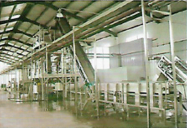 Linea de procesamiento de melocoton, durazno y ciruela
