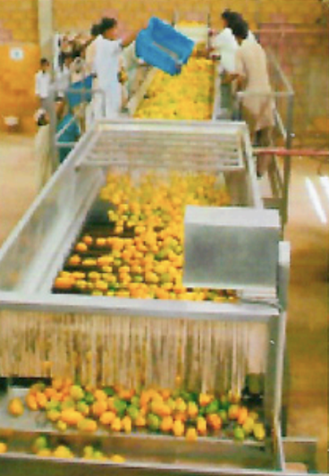Linea procesadora de mango y piña
