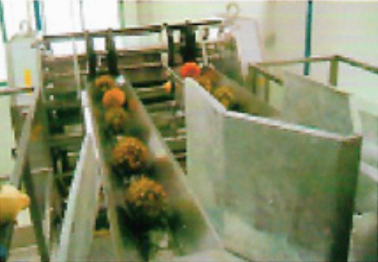 Linea procesadora de mango y piña