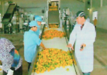 Linea procesadora de mango y piña