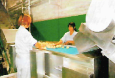 Linea de procesamiento de manzana y pera