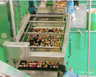 Linea de procesamiento de manzana y pera