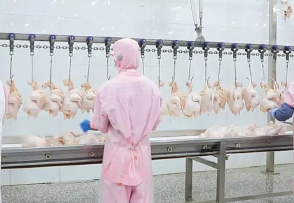 Linea de equipos de sacrificio totalmente automatica