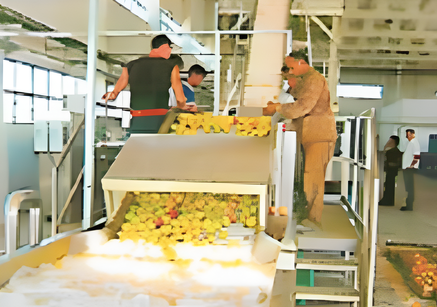 Linea de procesamiento de manzana y pera