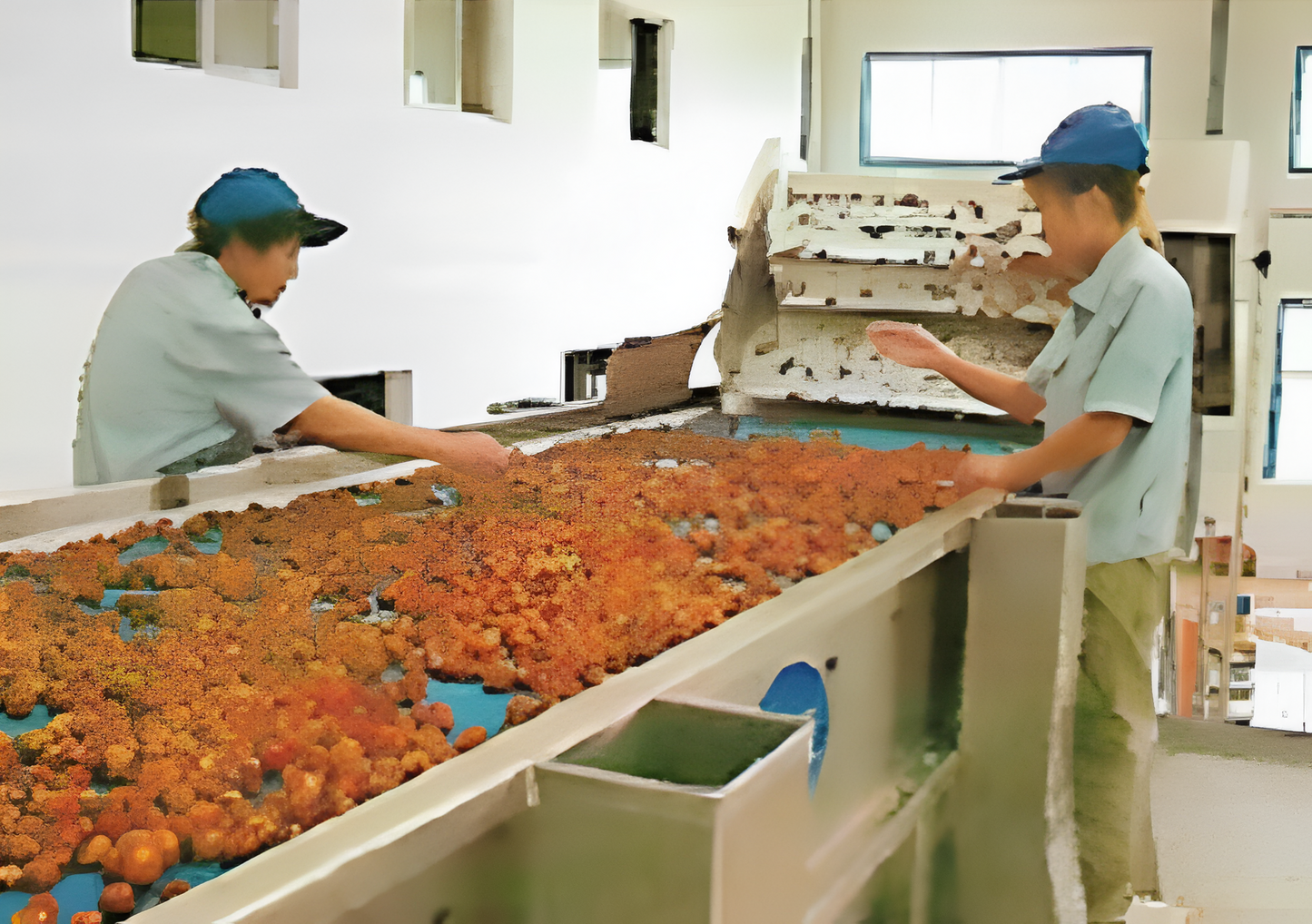 Linea de procesamiento de datil / azufaifo y fruta de espino