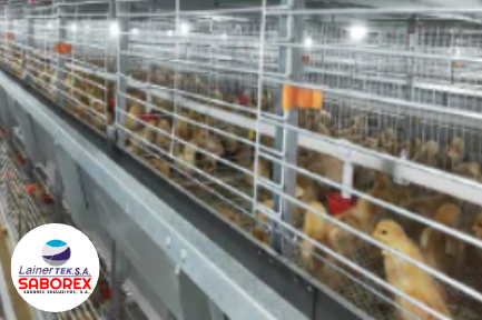 Jaula europea para pollos de engorde tipo H