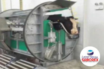 Caja ritual de matanza halal de ganado vivo