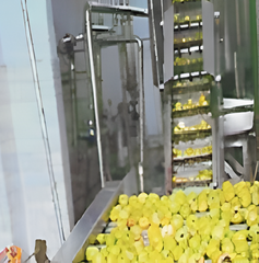 Linea de procesamiento de manzana y pera