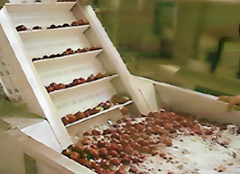 Linea de procesamiento de datil / azufaifo y fruta de espino