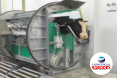Caja ritual de matanza halal de ganado vivo